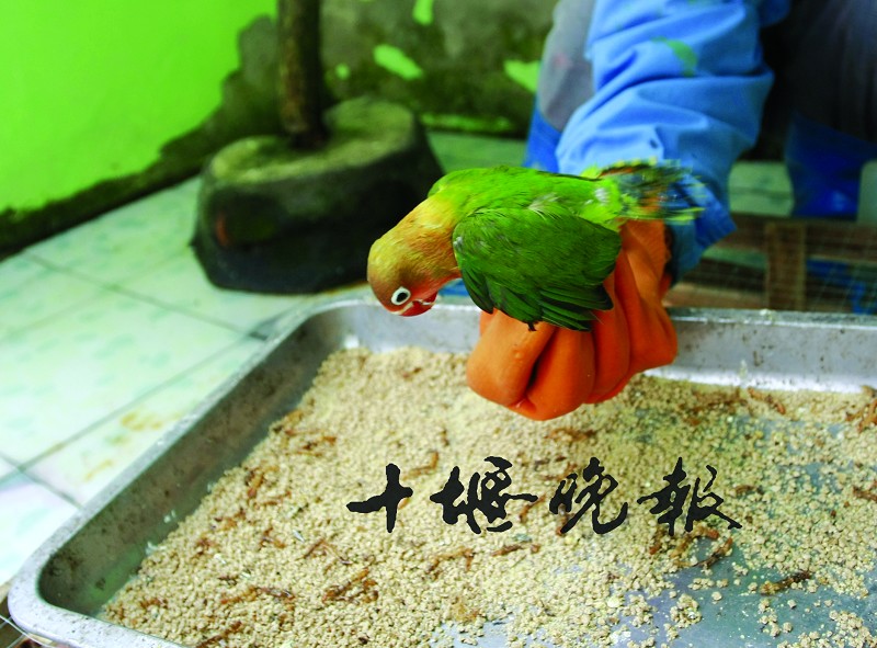 怎么养鹦鹉消毒 03_4.jpg