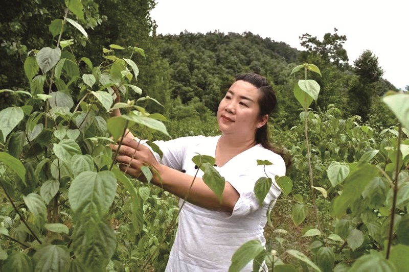 如今,神仙叶树种植产业已经成为浪河镇重要的扶贫产业之