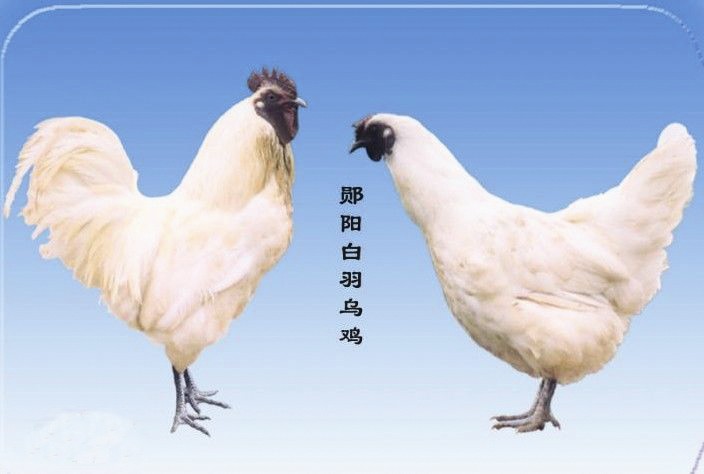 郧阳白羽乌鸡丹江口翘嘴鲌丹江口青虾均州晒烟郧阳米黄玉郧阳胭脂米