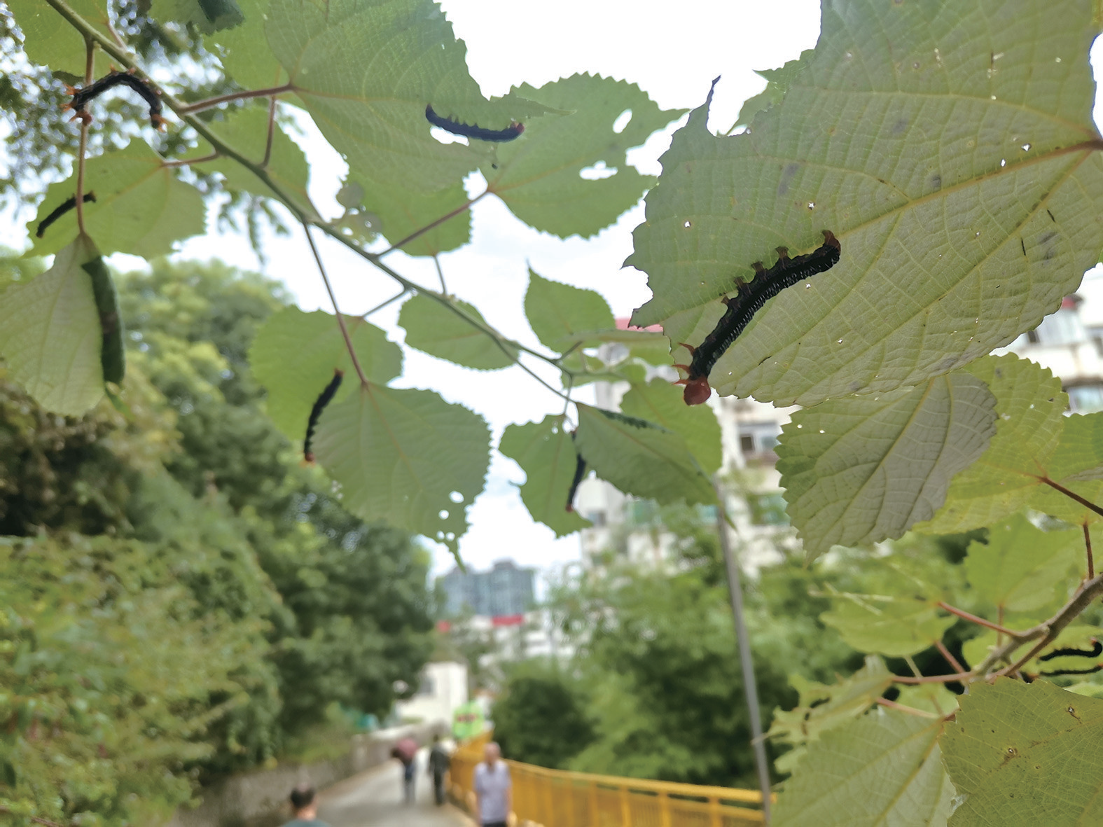 市民所指的毛毛虫,实则为苎麻夜蛾幼虫.